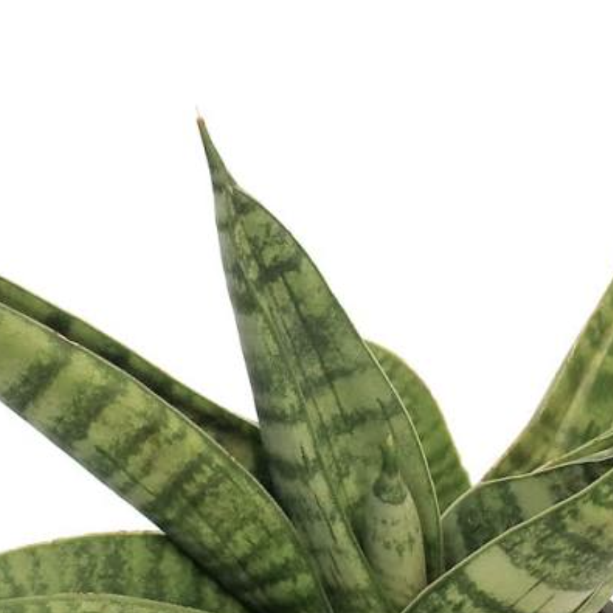 Сансевиерия Годжо (Sansevieria Hybrid Gojo) D6см
