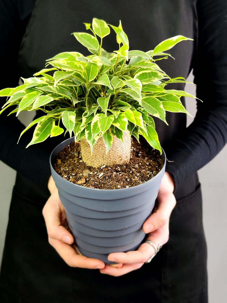 Фикус Кинки (Ficus Benjamina Kinky), пересаженный D12см