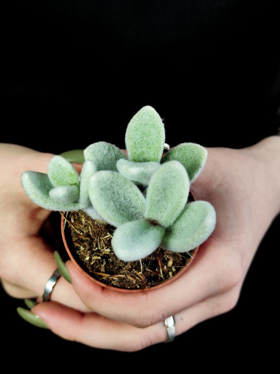 Каланхоэ Эриофилла (Kalanchoe Eriophylla) D5см