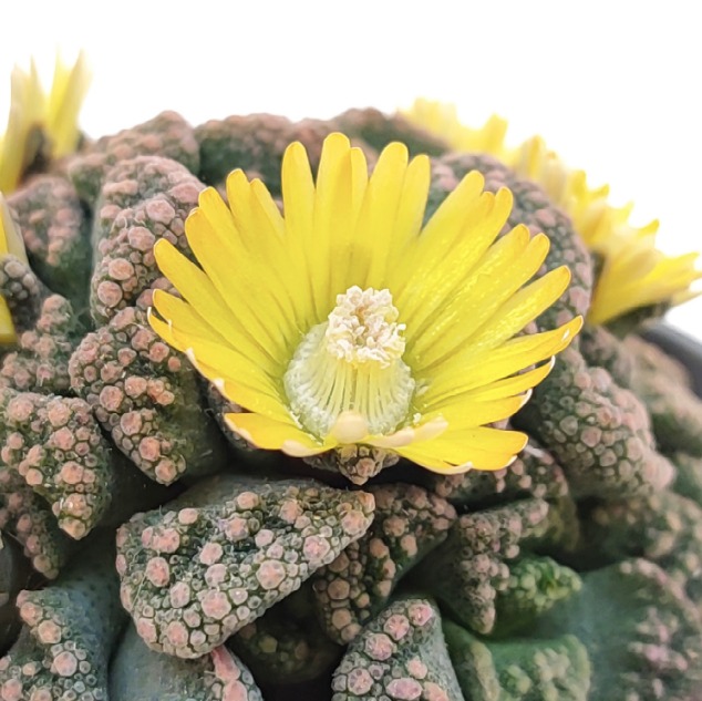 Титанопсис Калькарея Одиночный (Titanopsis Calcarea) D5см