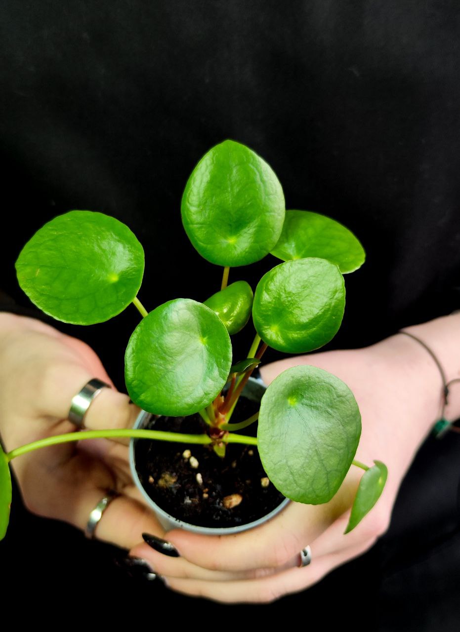 Пилея Пеперомиевидная (Pilea Peperomioides) D6см