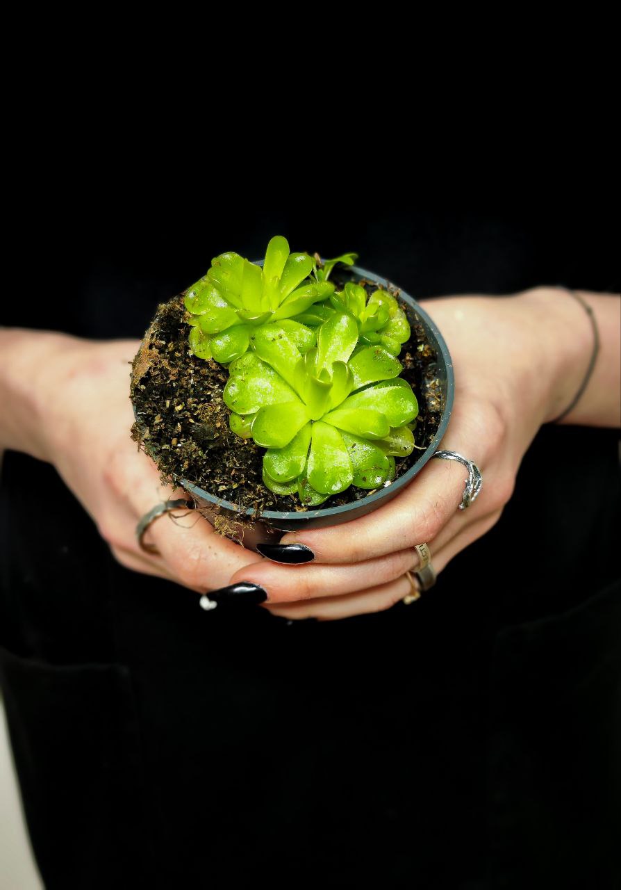 Жирянка Кандой (Pinguicula Kondoi) D9см