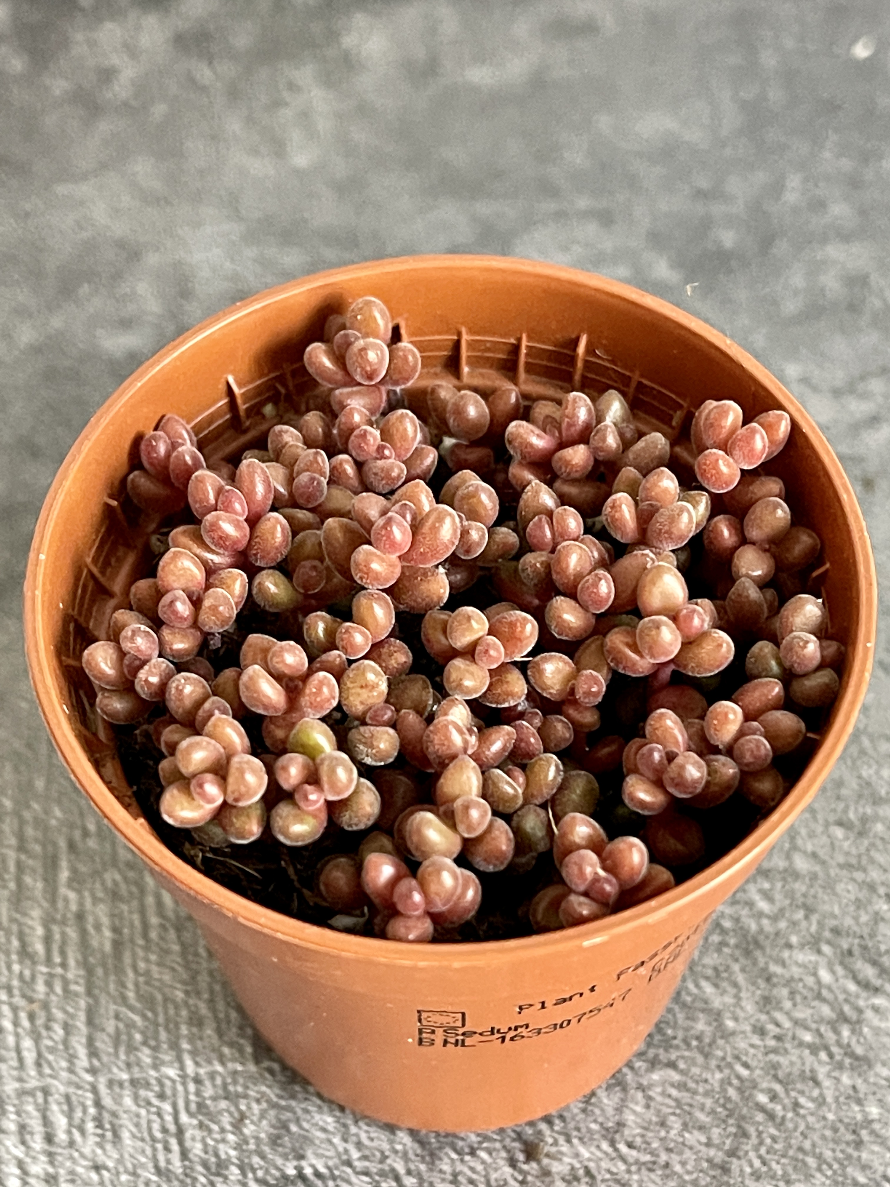 Седум Сталя Мини (Sedum Stahlii) D5см