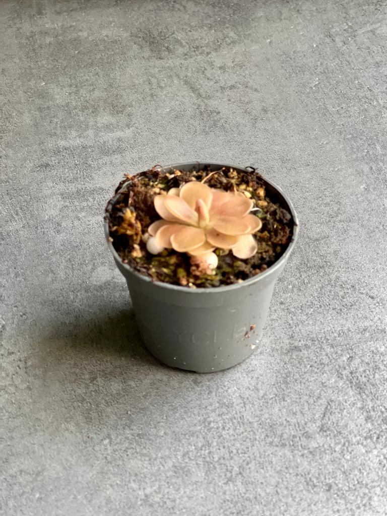 Жирянка Весера (Pinguicula Weser) D5см