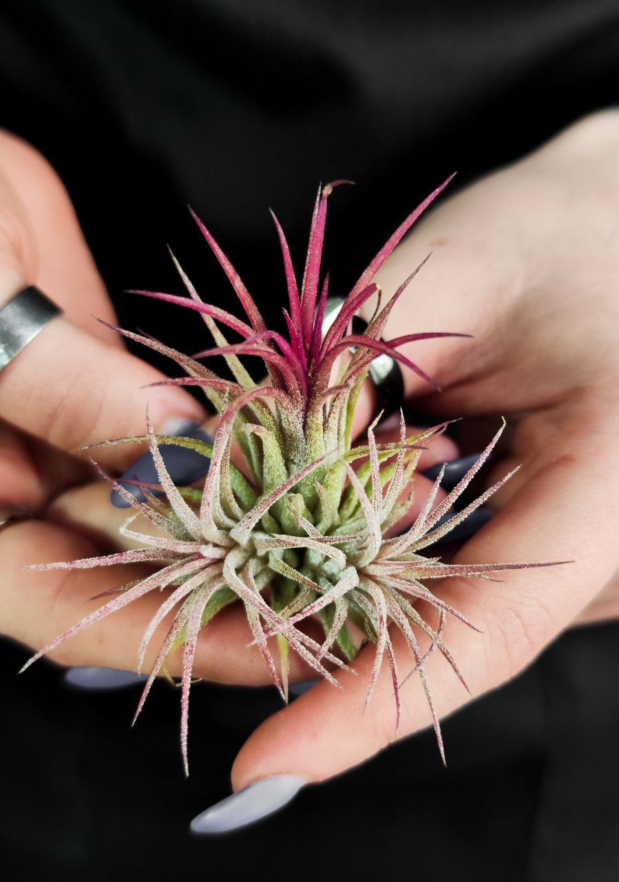 Тилландсия Ионанта Красная Болл (Tillandsia Ionantha Red Ball)