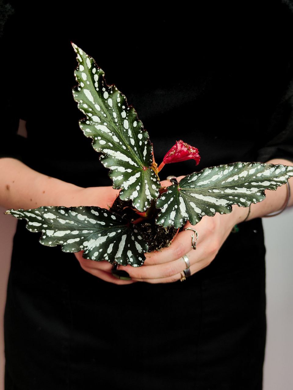 Бегония Софи Сесиль (Begonia Sophie Cecile) D6см