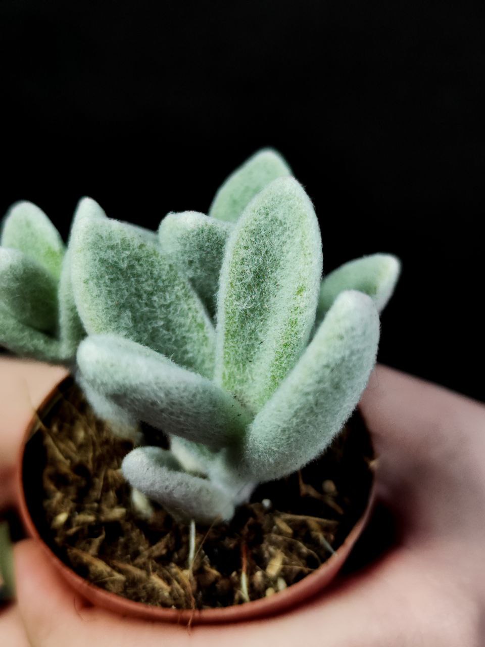 Каланхоэ Эриофилла (Kalanchoe Eriophylla) D5см