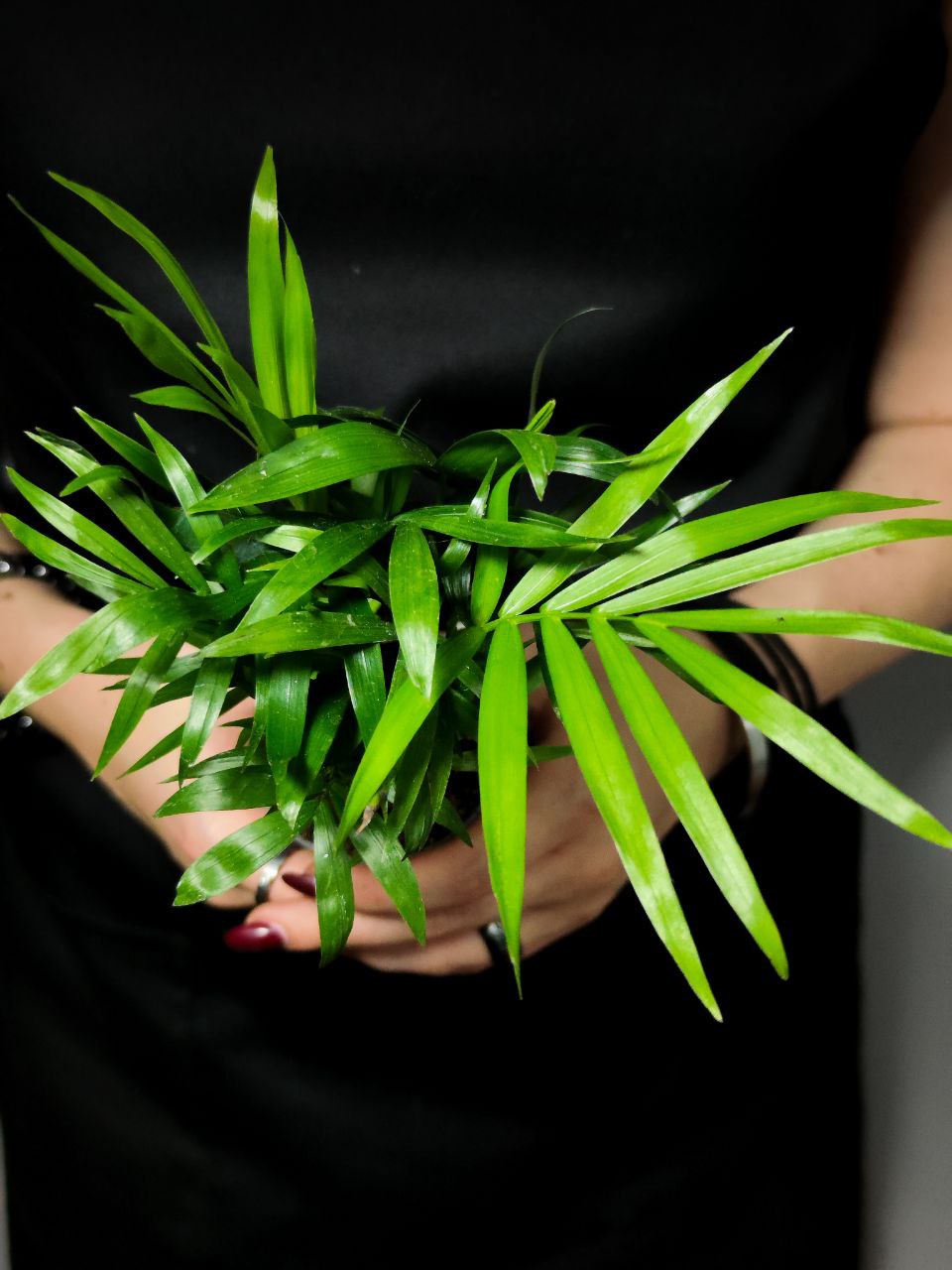 Хамедорея Изящная (Chamaedorea Elegans) D6см