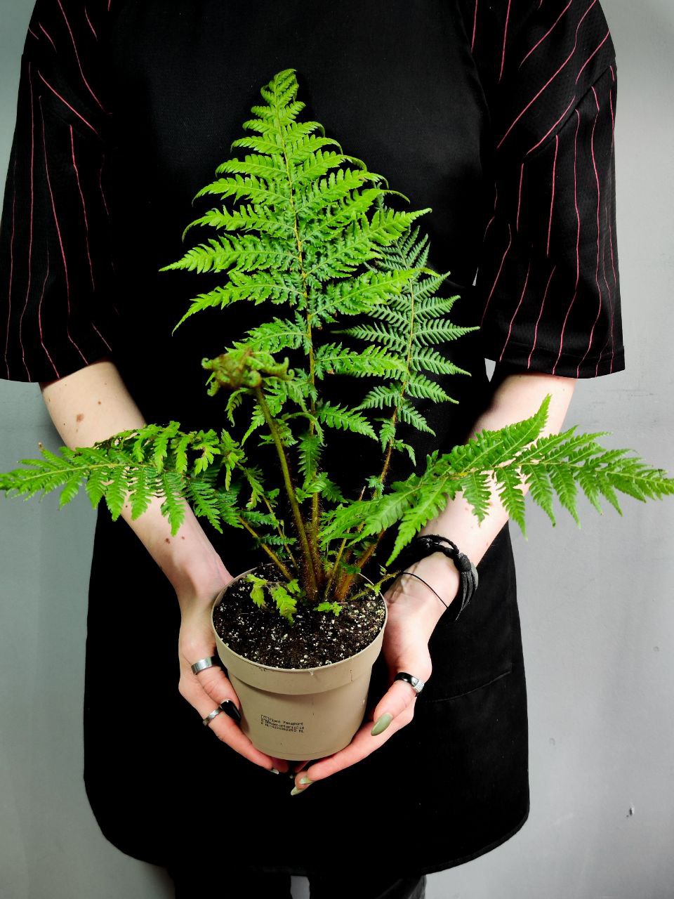 Древовидный Папоротник, или Циатея Австралис (Cyathea Australis) D12см