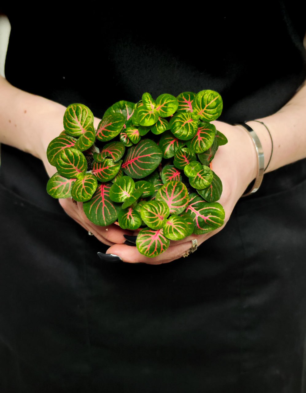Фиттония Баббл Ред (Fittonia Bubble Red) D8,5см
