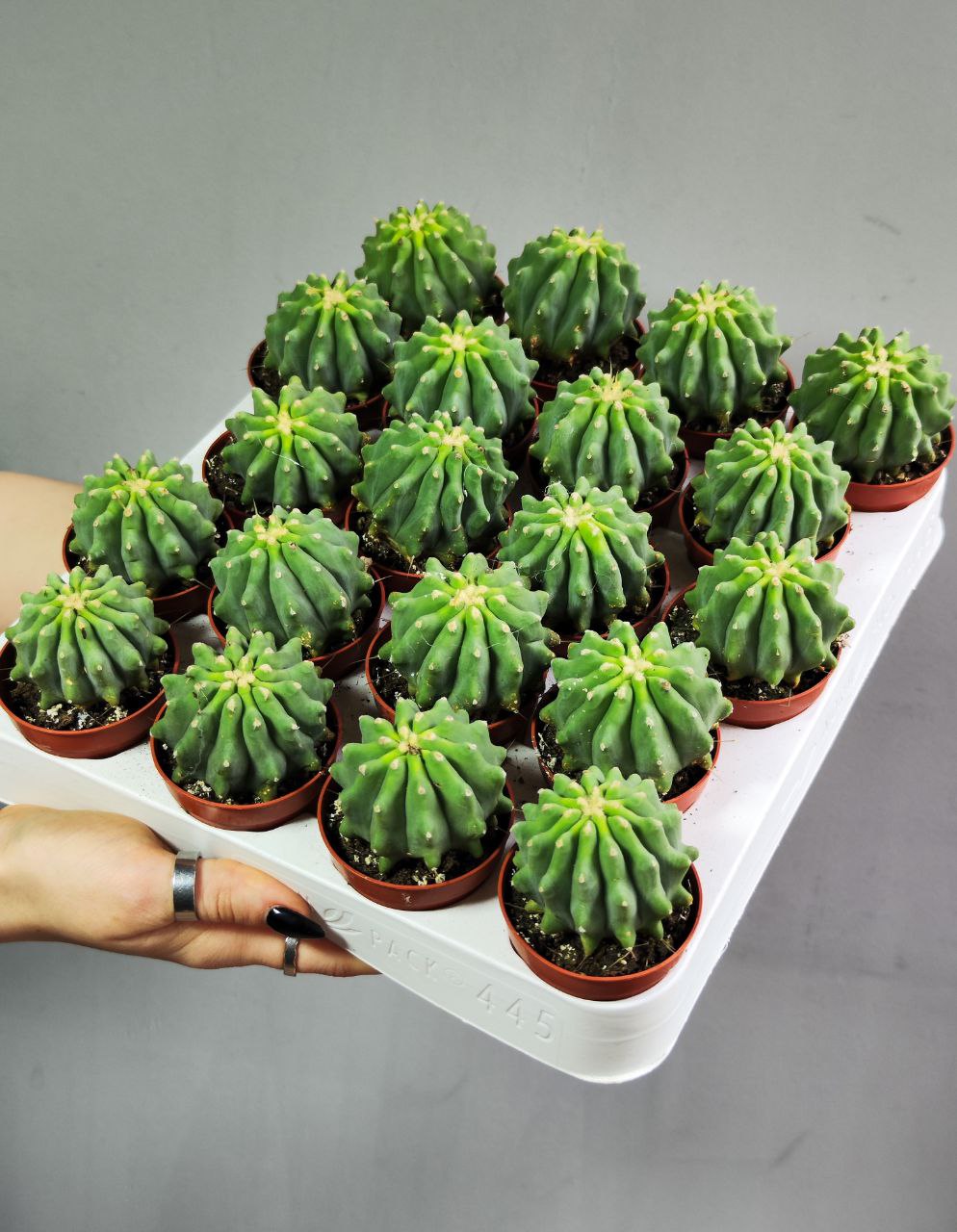Ферокактус Глаусесценс Инермис (Ferocactus Glaucescens Inermis) D5см