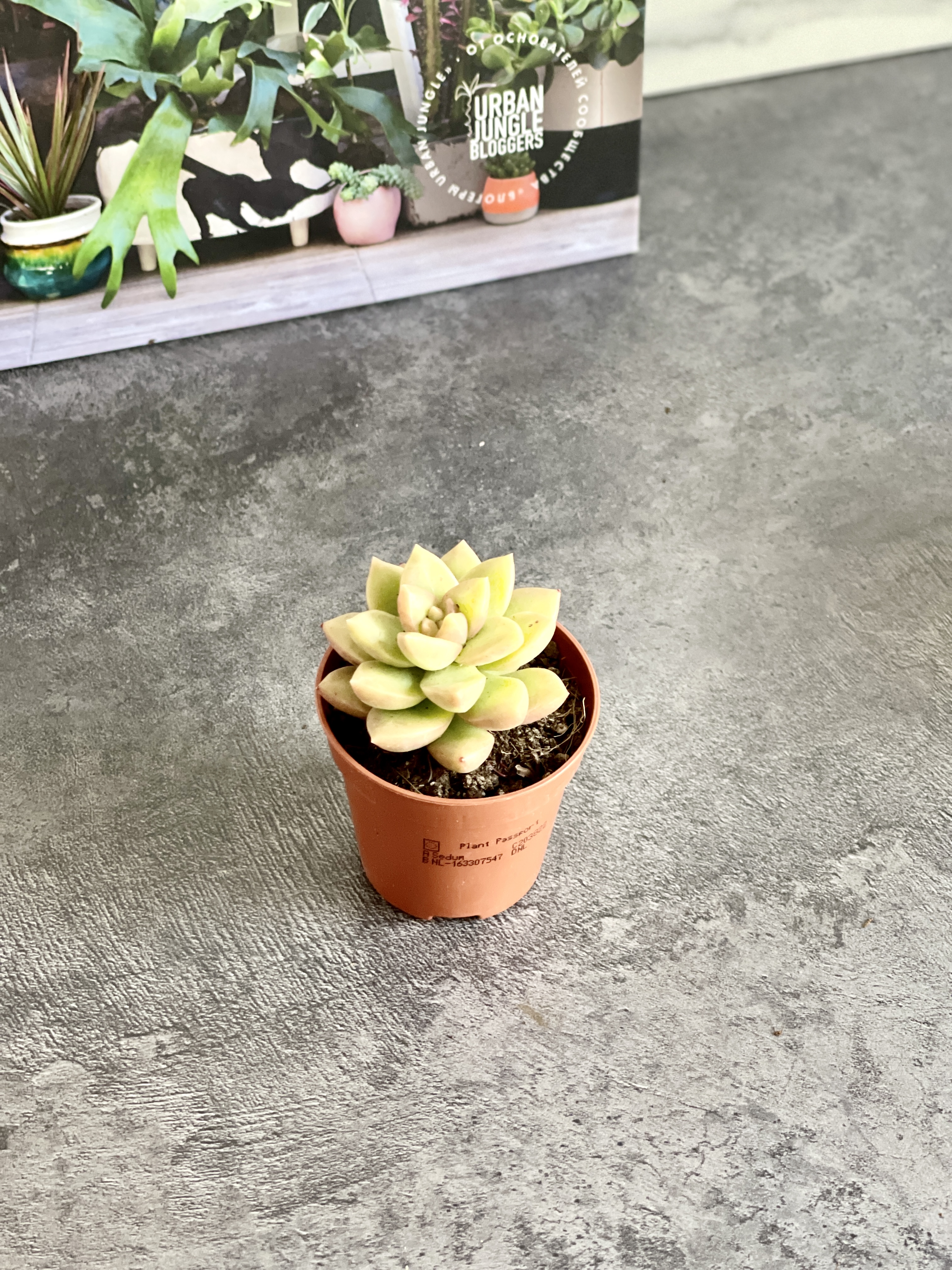 Седум Нуссбаумера Мини (Sedum Nussbaumeriana) D5см