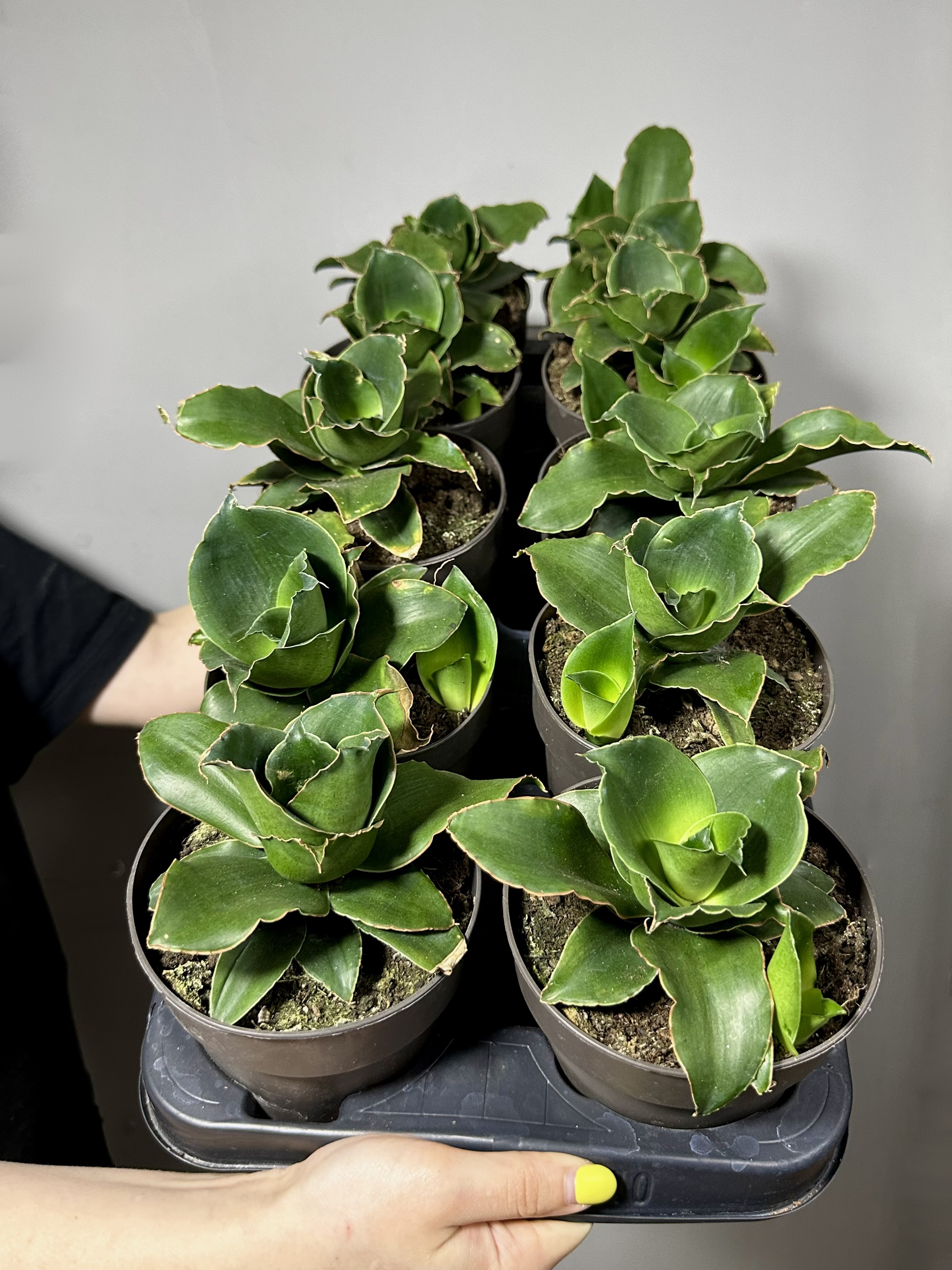 Сансевиерия Стар Роуз (Sansevieria Star Rose) D12см