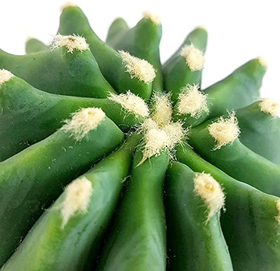 Ферокактус Глаусесценс Инермис (Ferocactus Glaucescens Inermis) D5см
