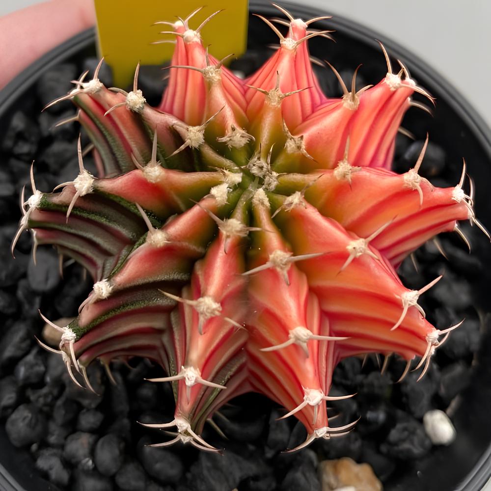 Кактус Гимнокалициум Михановича Вариегатный (Gymnocalycium Mihanovichii Variegata) D7см