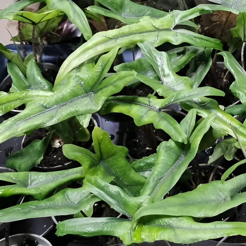 Алоказия Сабрина Нэрроу (Alocasia Sabrina Narrow) D12см