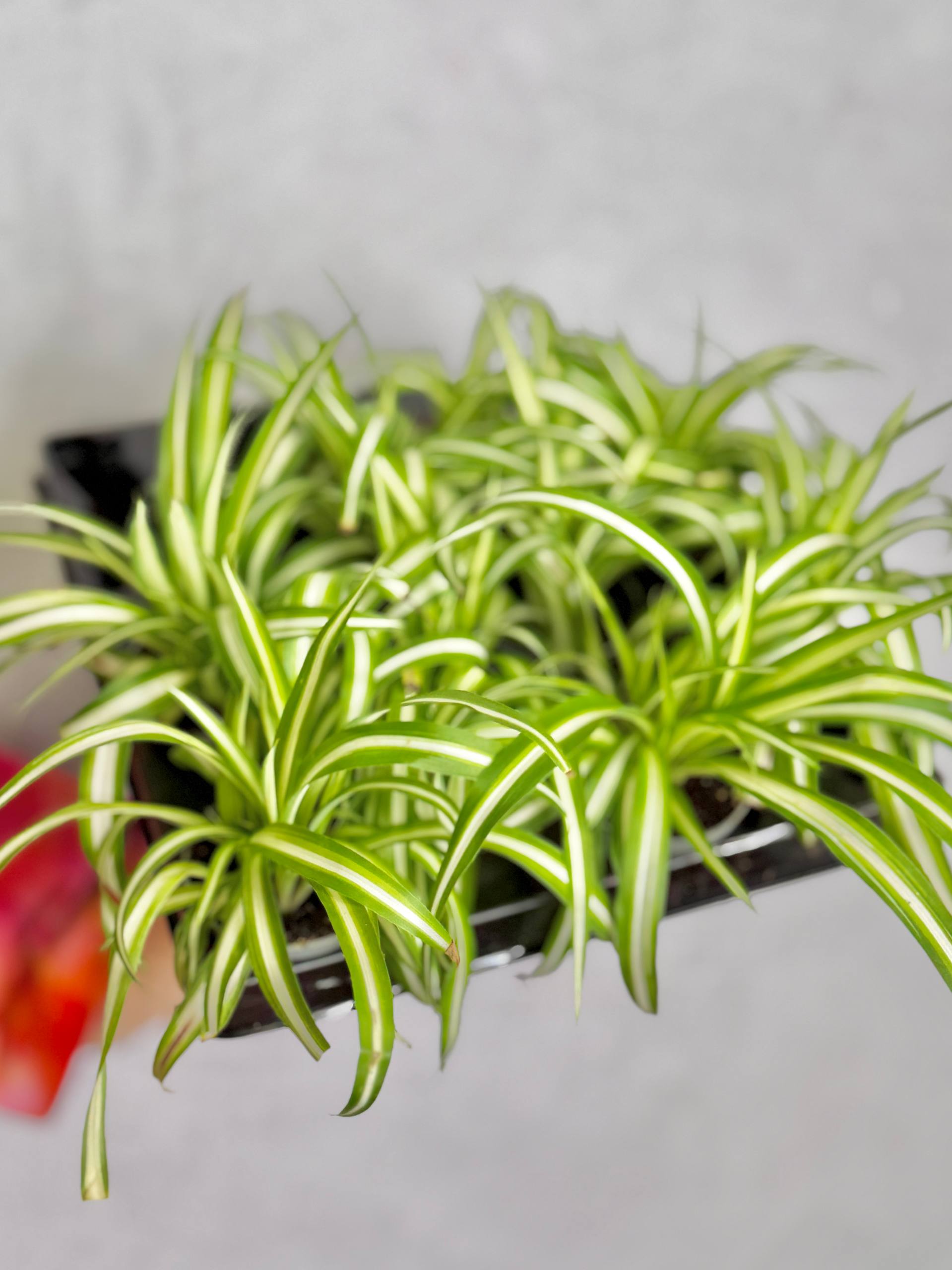 Хлорофитум Вариегата (Chlorophytum Variegatum) D6см