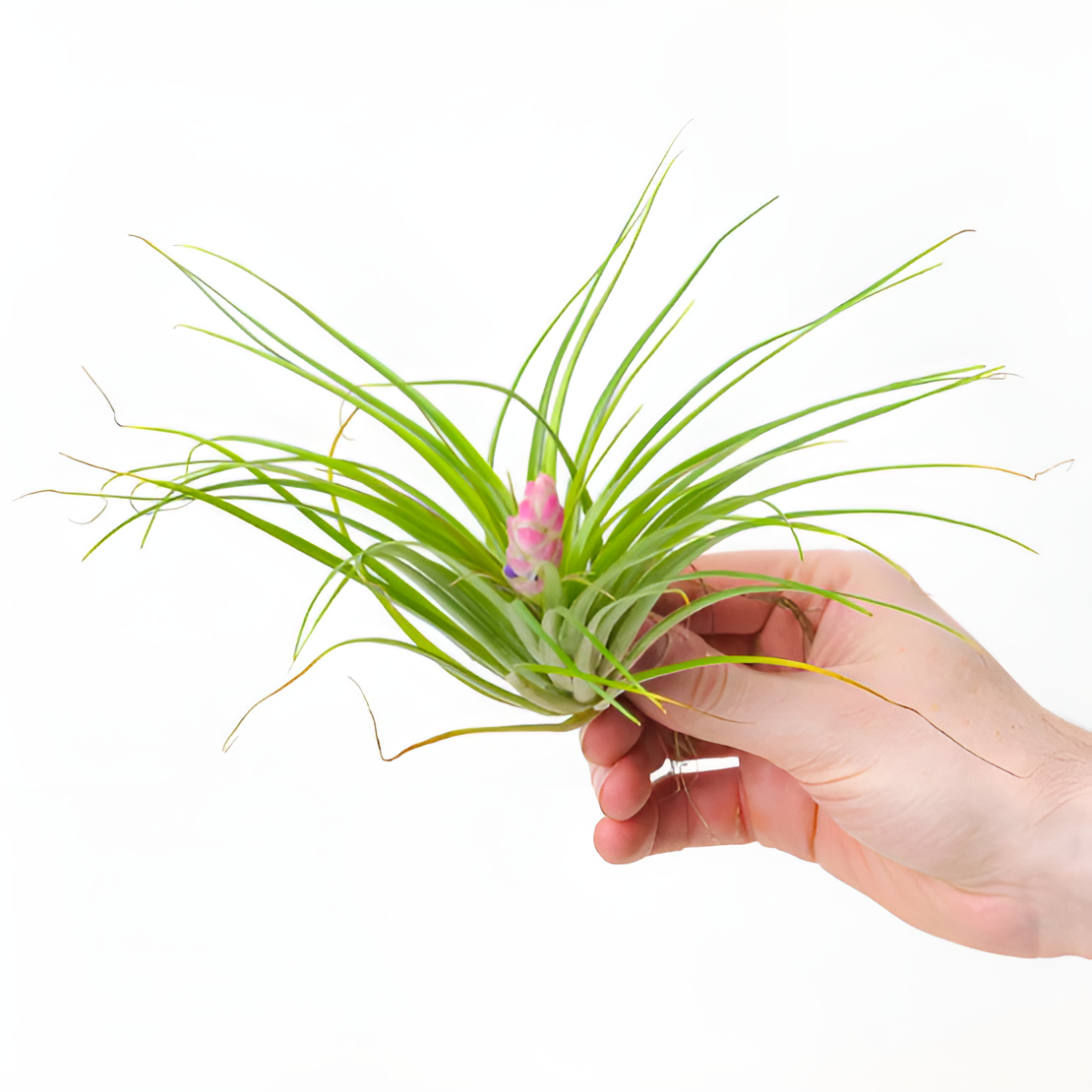 Тилландсия Стрикта Мини (Tillandsia Stricta Mini)