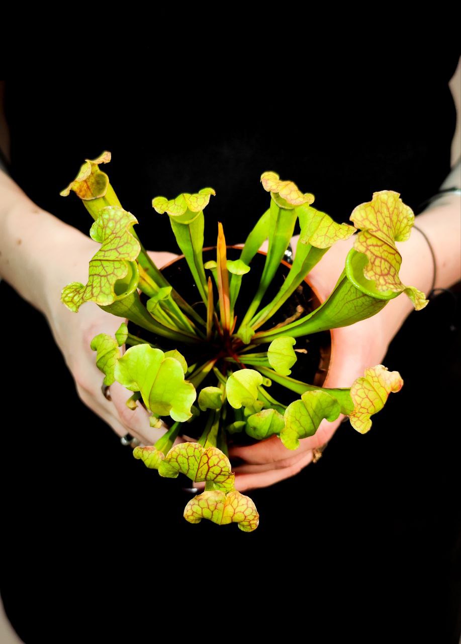 Саррацения Лейкофилла Компакта (Sarracenia Leucophylla Compacta) D9см