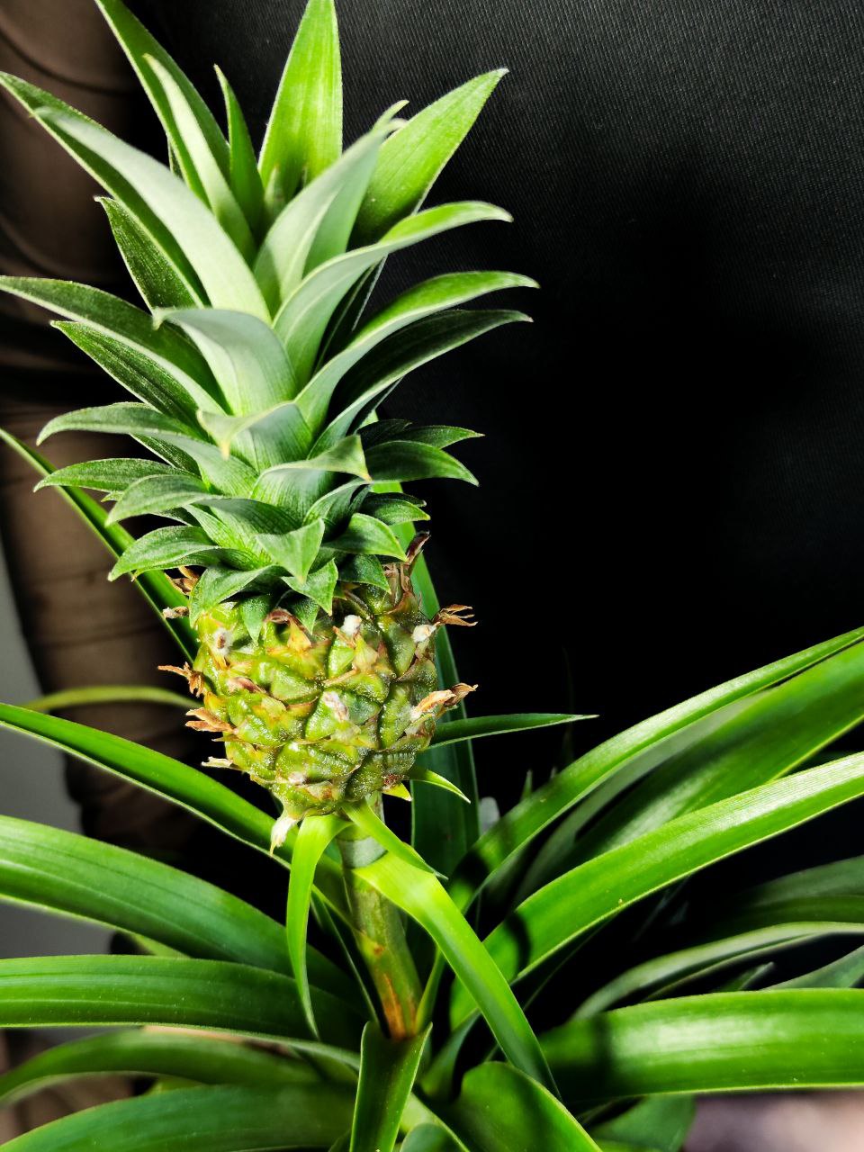 Ананас Корона (Ananas Corona) D12см