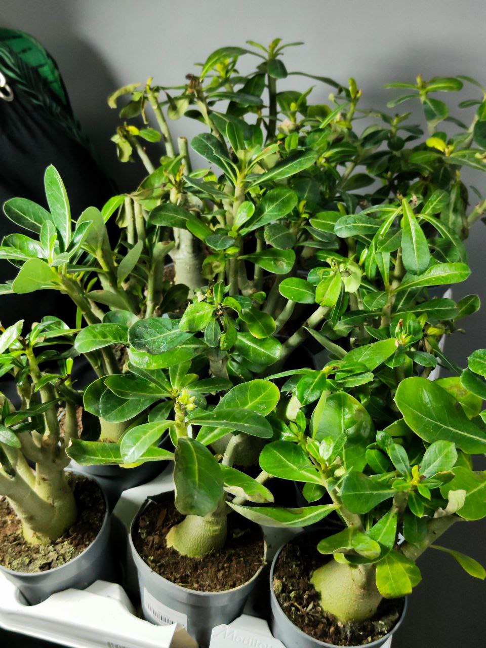 Адениум Тучный, или Обесум уцен. (Adenium Obesum) D10см