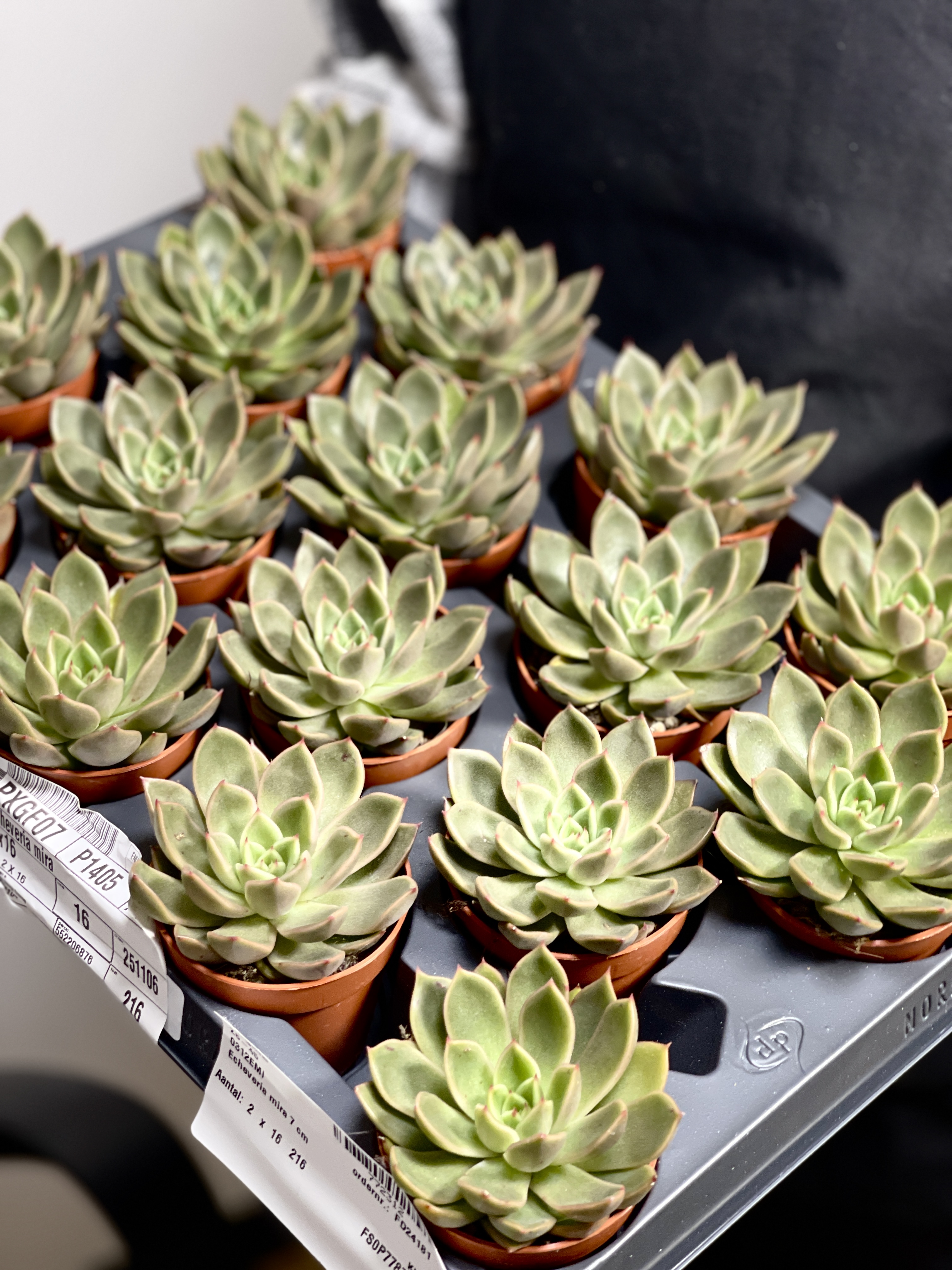 Эхеверия Мира (Echeveria Agavoides Mira) D5см