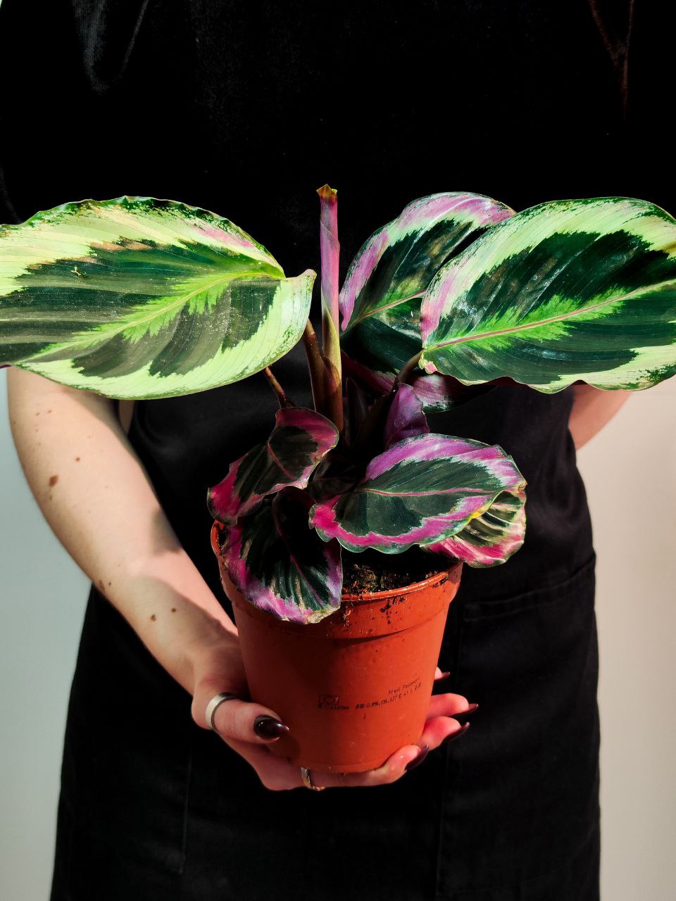 Калатея Синтия (Calathea Roseopicta Cynthia) D12см
