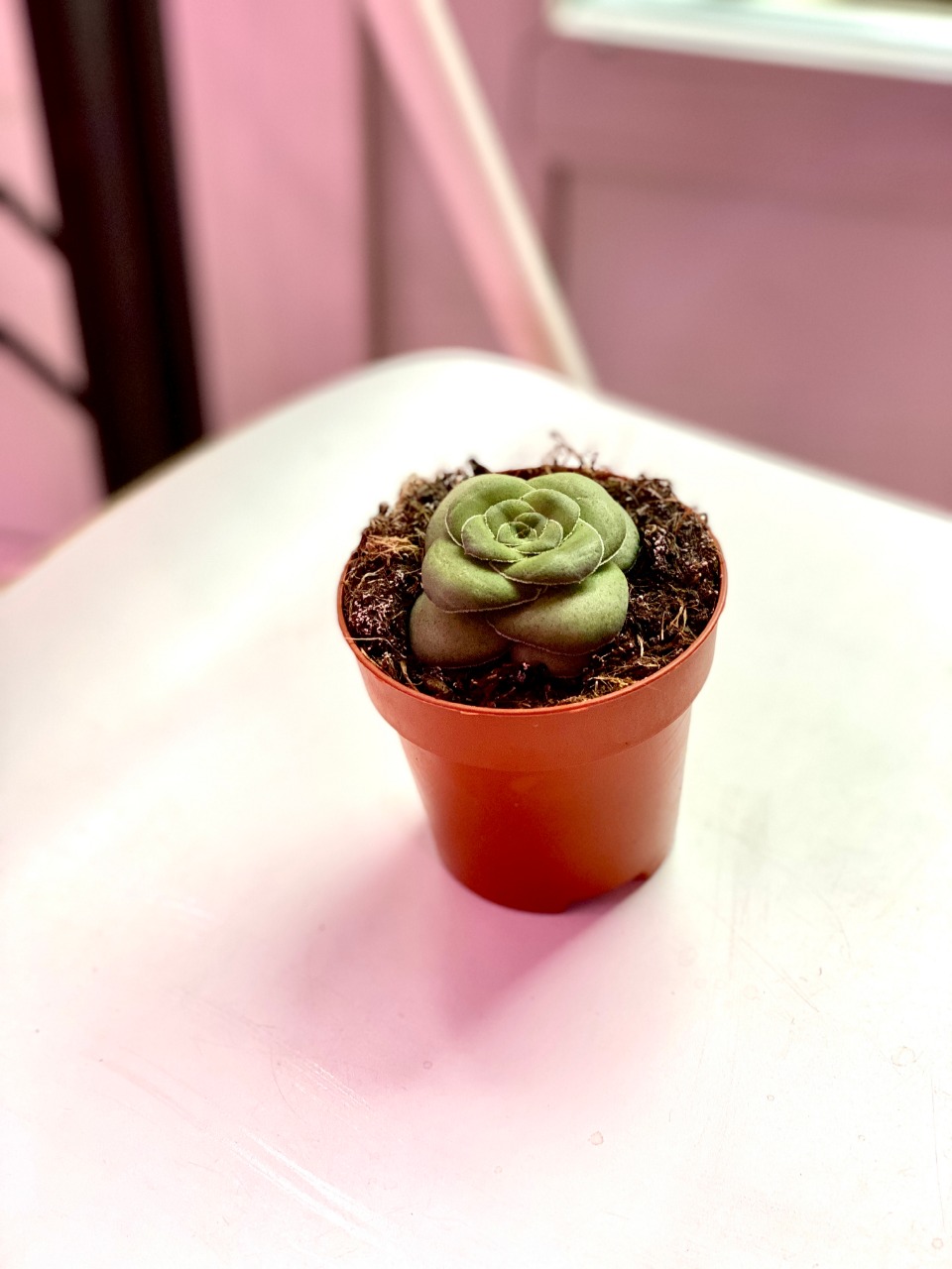 Крассула Хемисферика, или Полушаровидная (лат. Crassula Hemisphaerica) D8см