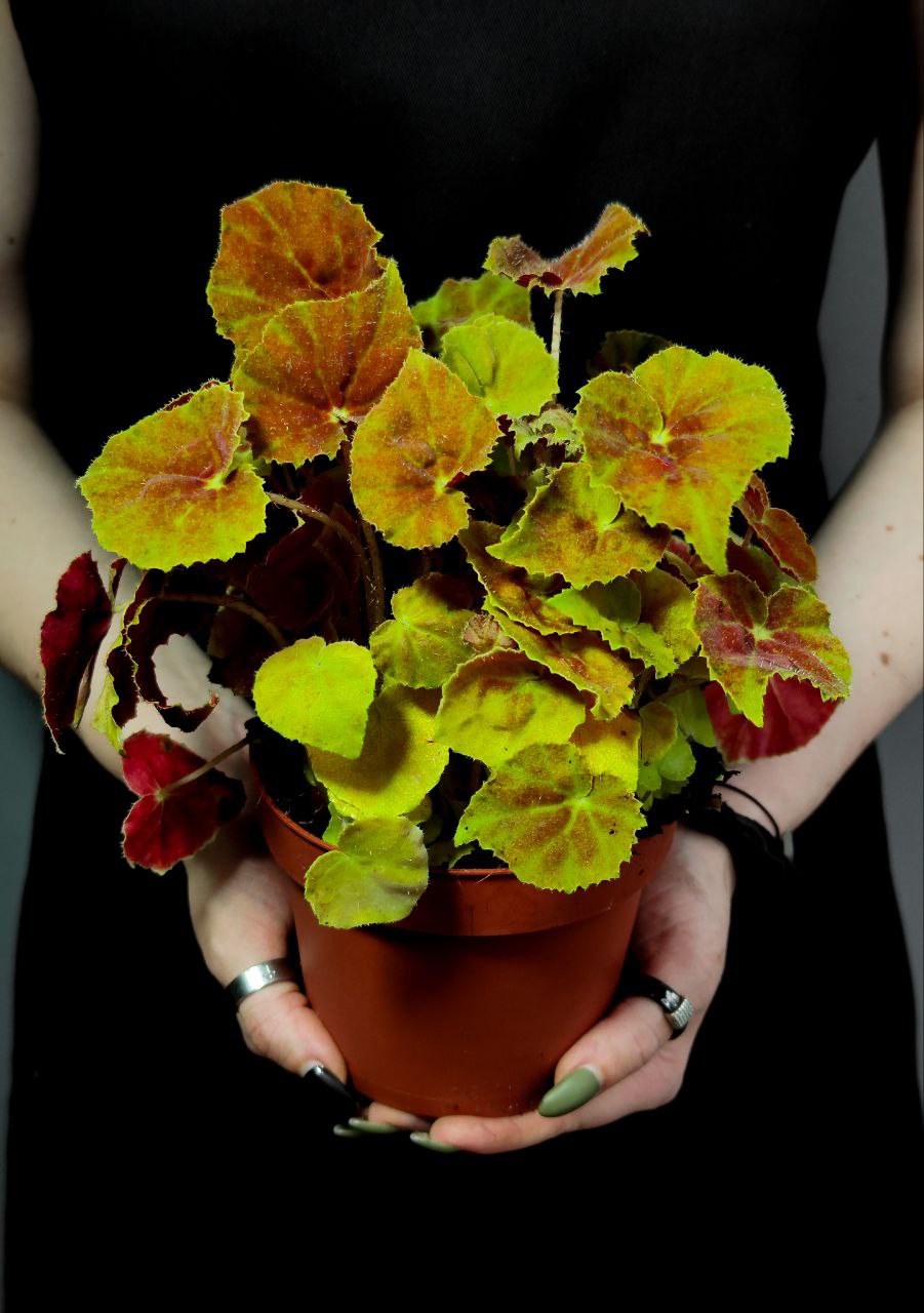 Бегония Амбер Лав (Begonia Beleaf Amber Love) D12см