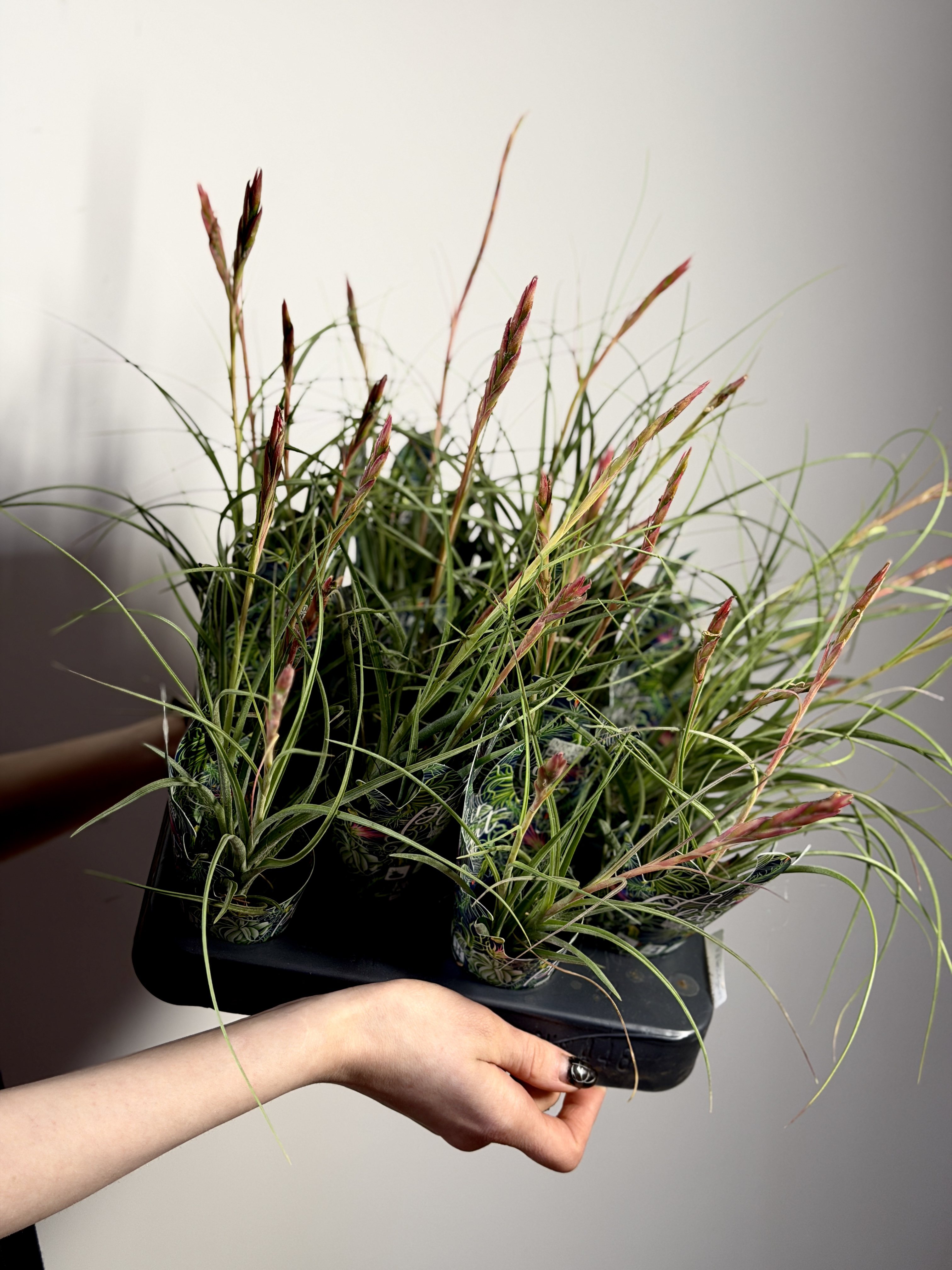Тилландсия Шидеана (Tillandsia Schiedeana)