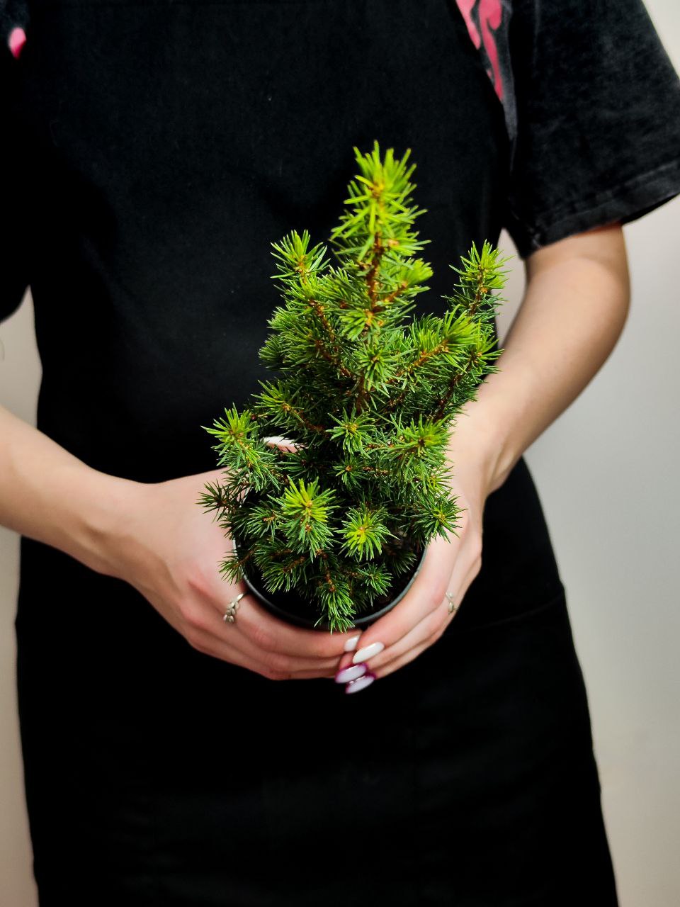 Ель Глаука Перфекта (Picea Glauca Perfecta) D9см, живая елка в горшке