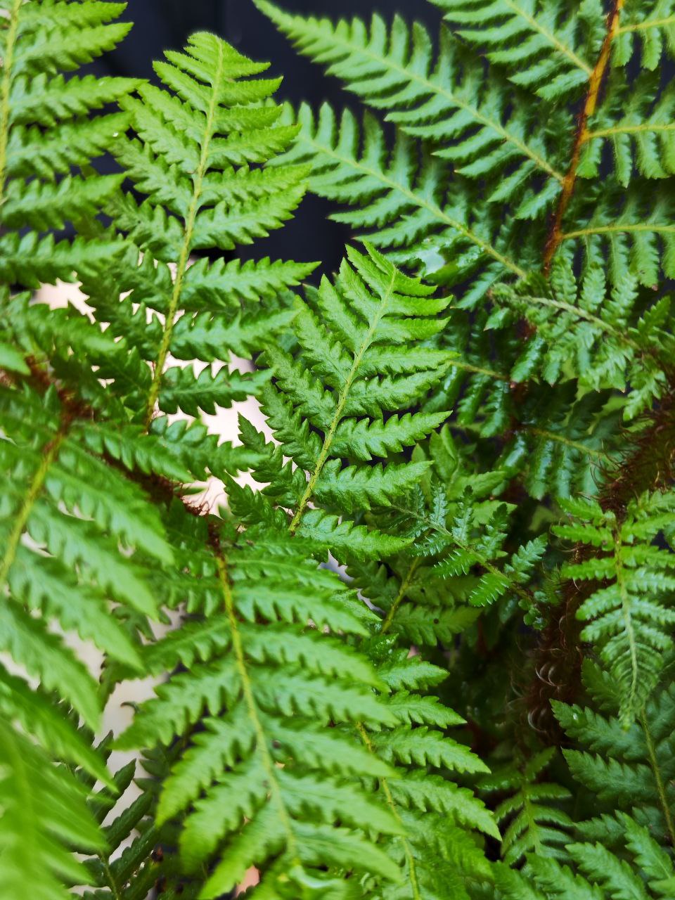 Древовидный Папоротник, или Циатея Австралис (Cyathea Australis) D12см