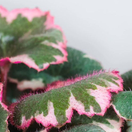 Саксифрага, Камнеломка Плетеносная Вариегатная (Saxifraga Variegata) D6см