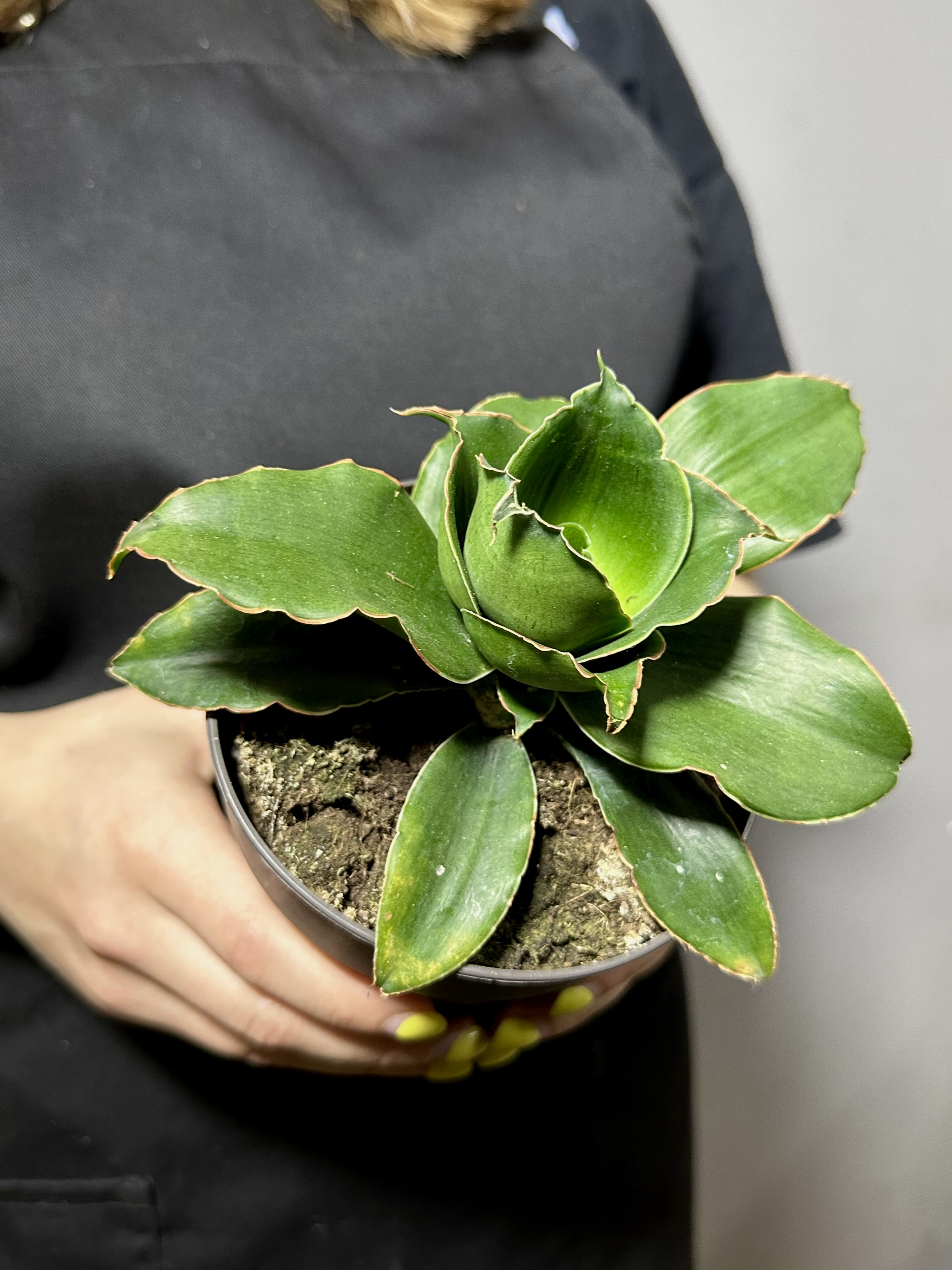 Сансевиерия Стар Роуз (Sansevieria Star Rose) D12см