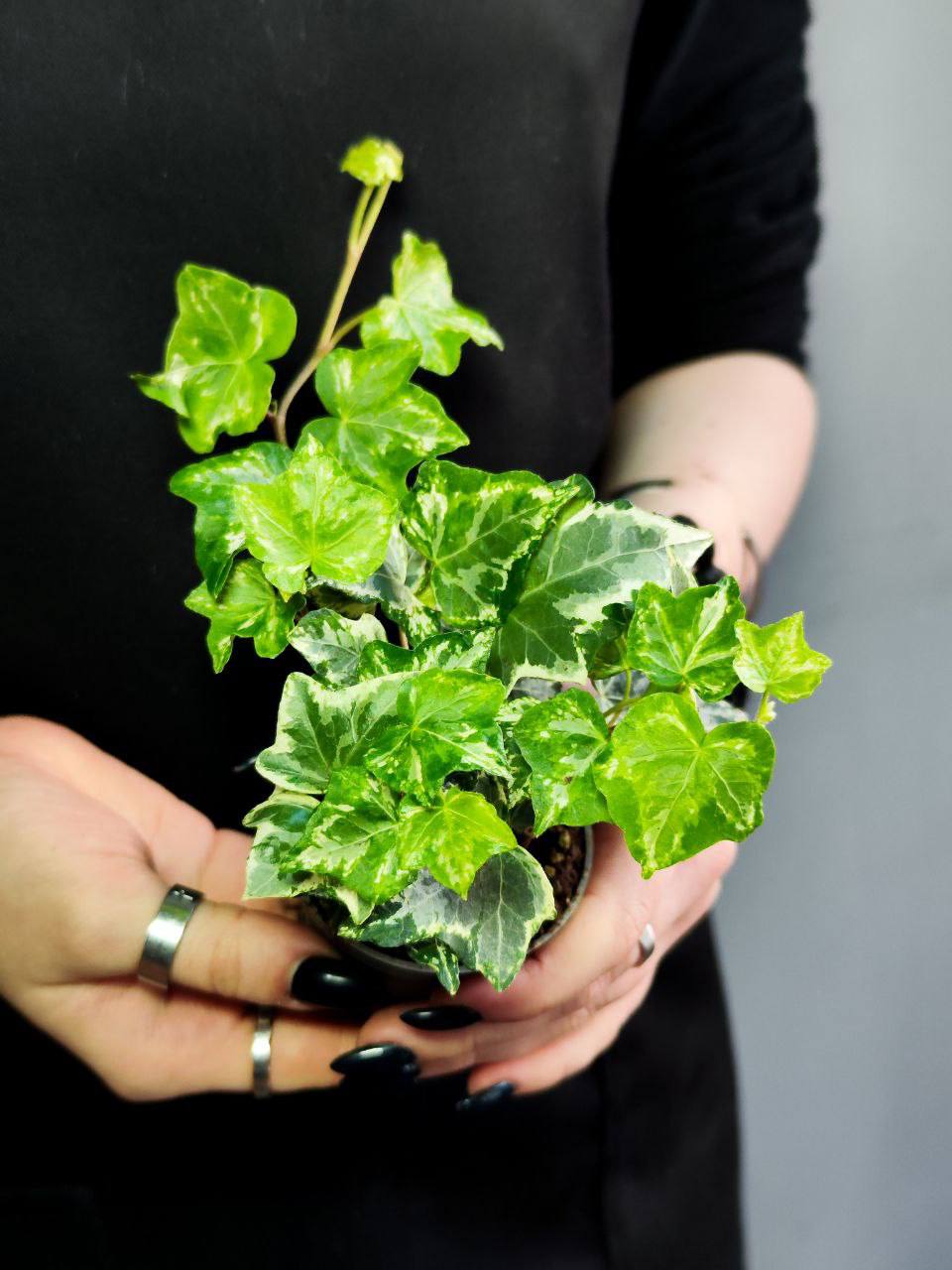 Хеликс Вариегата Мэджик, Плющ (Hedera Helix Variegata Magic) D6см