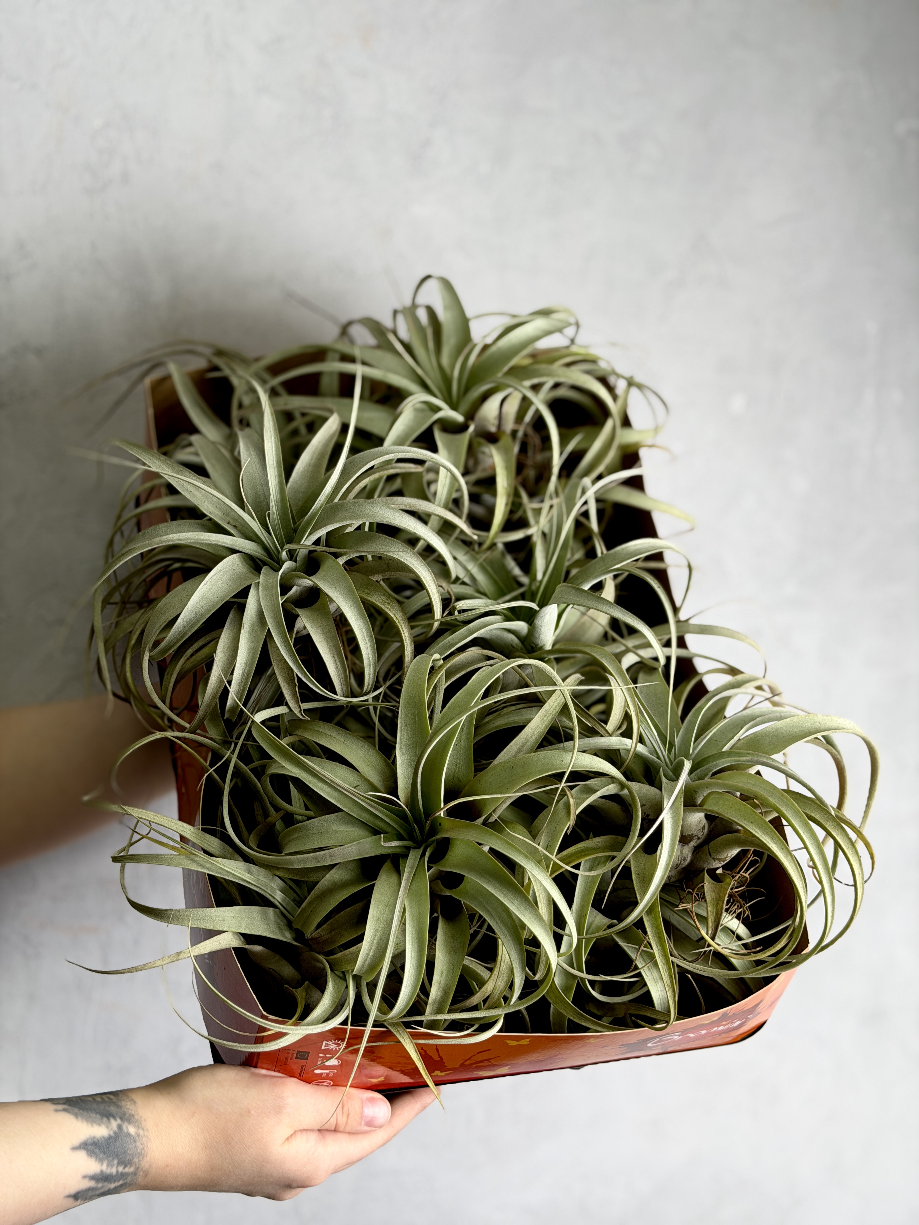 Тилландсия Ксерографика XL (Tillandsia Xerographica XL)