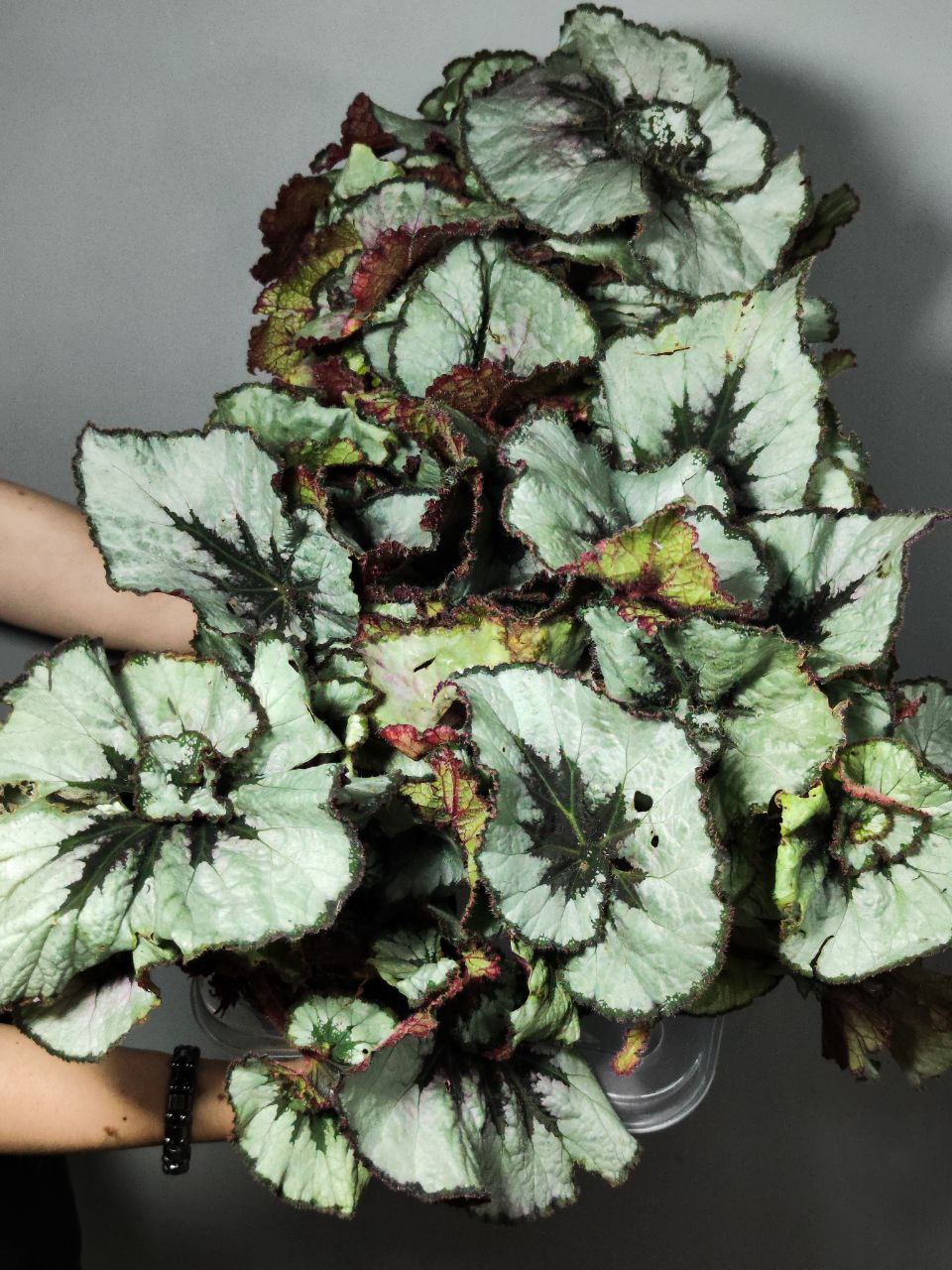 Бегония Рекс Эскаргот (Begonia Rex Escargot) D12см