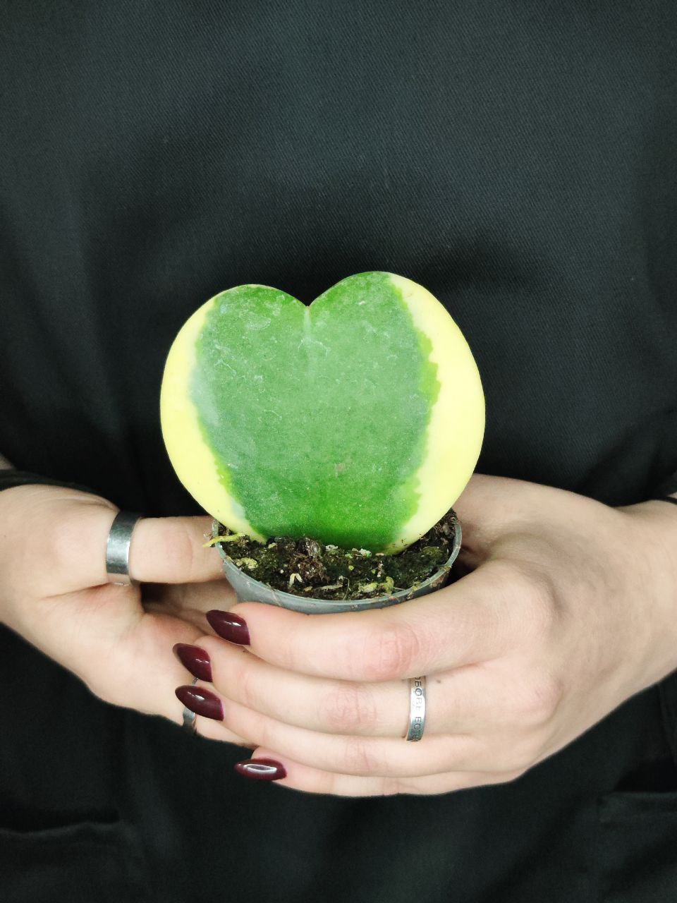 Хойя Керри Вариегатная (Hoya Kerrii Variegated) D6см