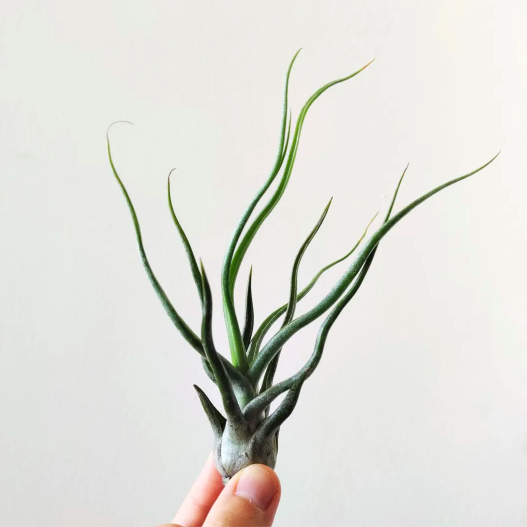 Тилландсия Сноутайм (Tillandsia Showtime)