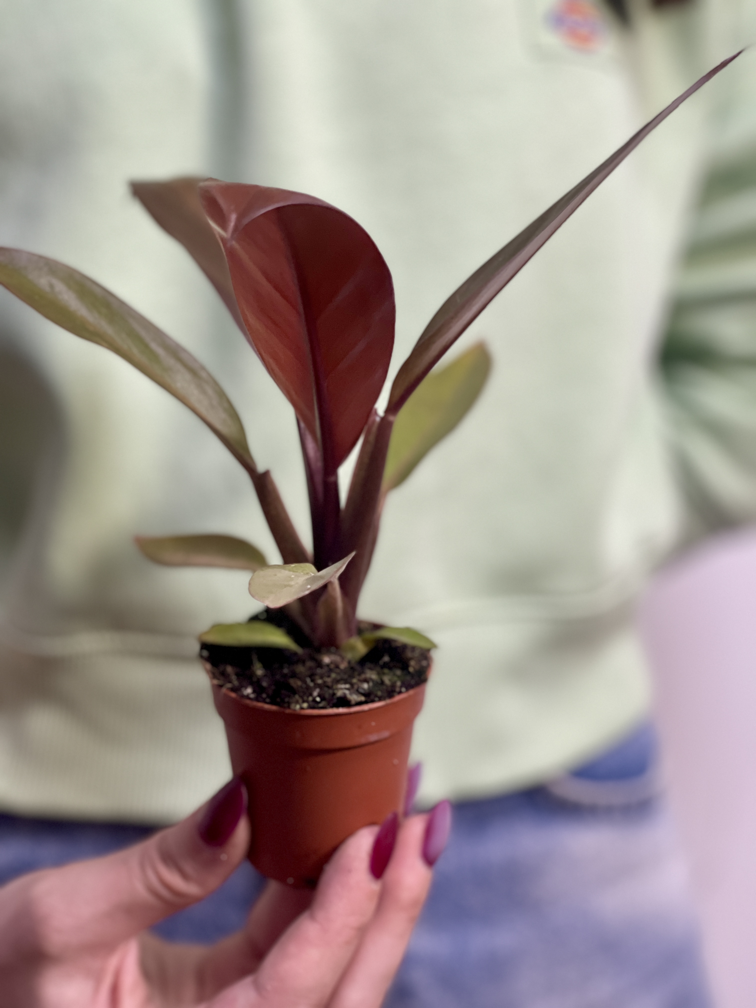 Филодендрон Блэк Кардинал (Philodendron Black Cardinal) D6см