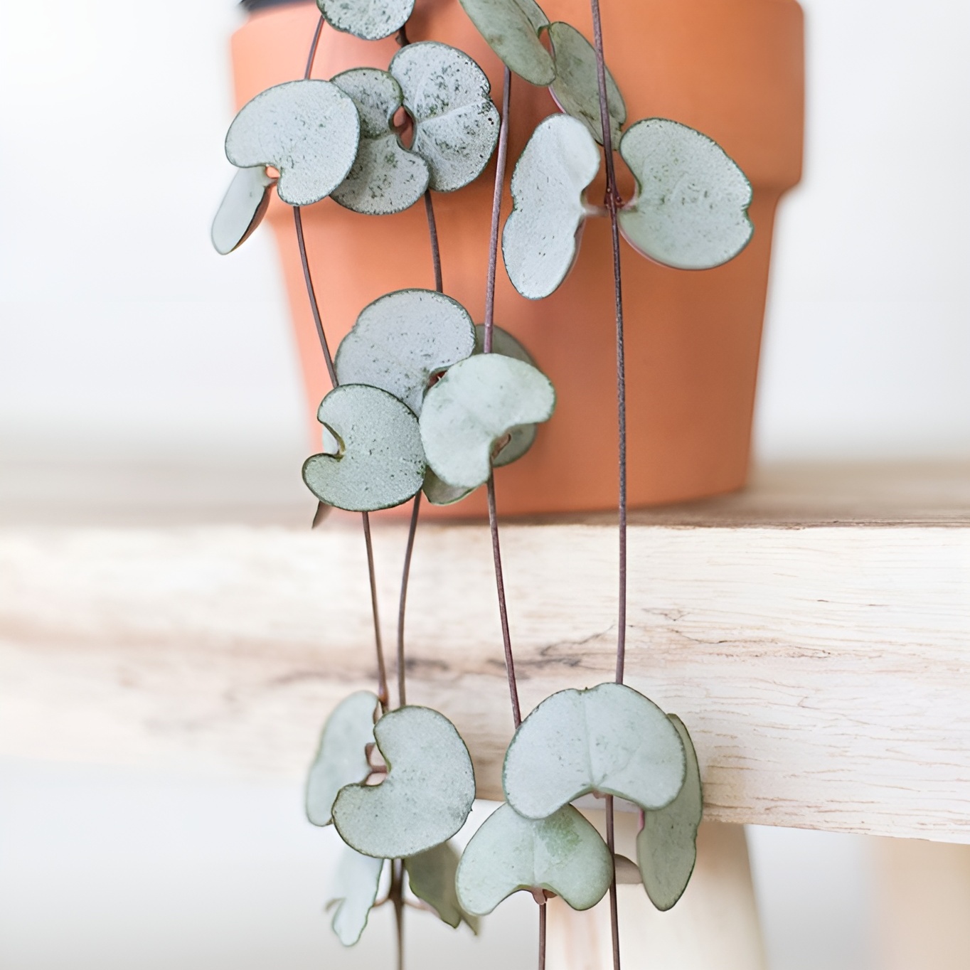 Церопегия Вуда Сильвер Глори (Ceropegia Woodii Silver Glory) D6см