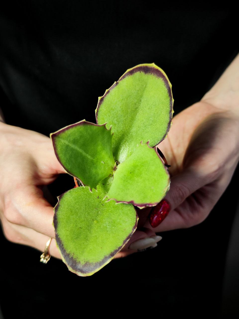 Каланхое Синсепала (Kalanchoe Synsepala) D5см