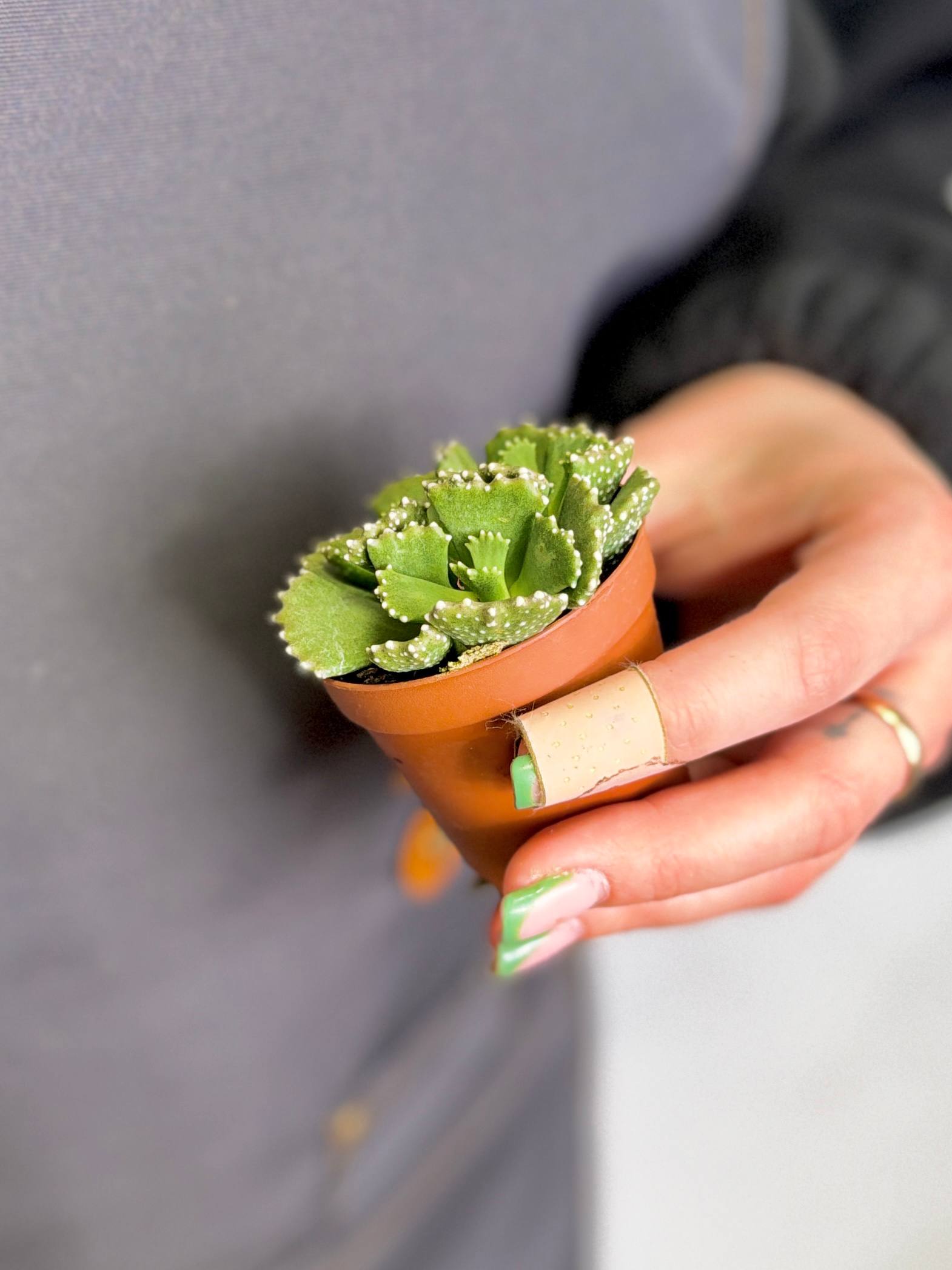 Алоинопсис Мальхерба (Aloinopsis Malherbei) D5см