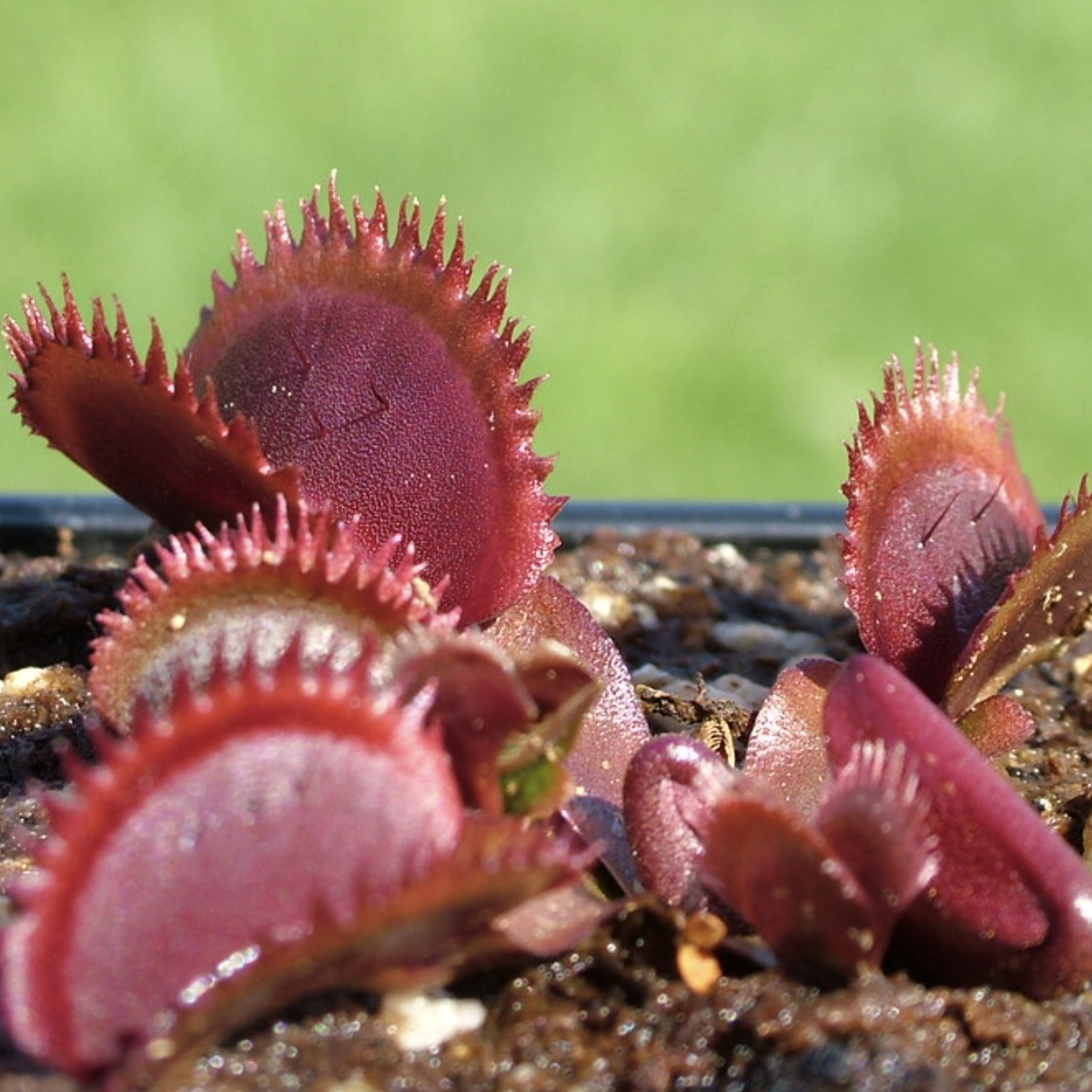 Венерина Мухоловка "Красная Пилообразная" (Dionaea Muscipula "Red Sawtooth") D5см