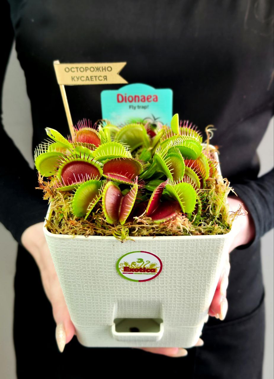 Венерина Мухоловка (Dionaea Muscipula) пересаженная D12см квадрат