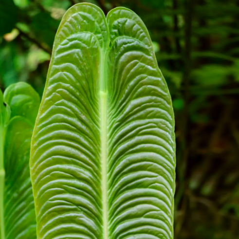 Антуриум Вейча, или Король Антуриум (Anthurium Veitchii) D6см