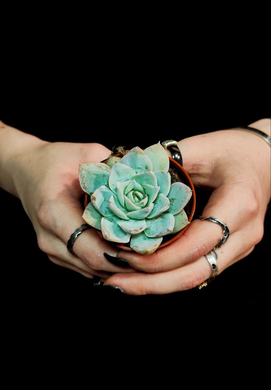 Эхеверия Блю Лотус (Echeveria Blue Lotus) D5см