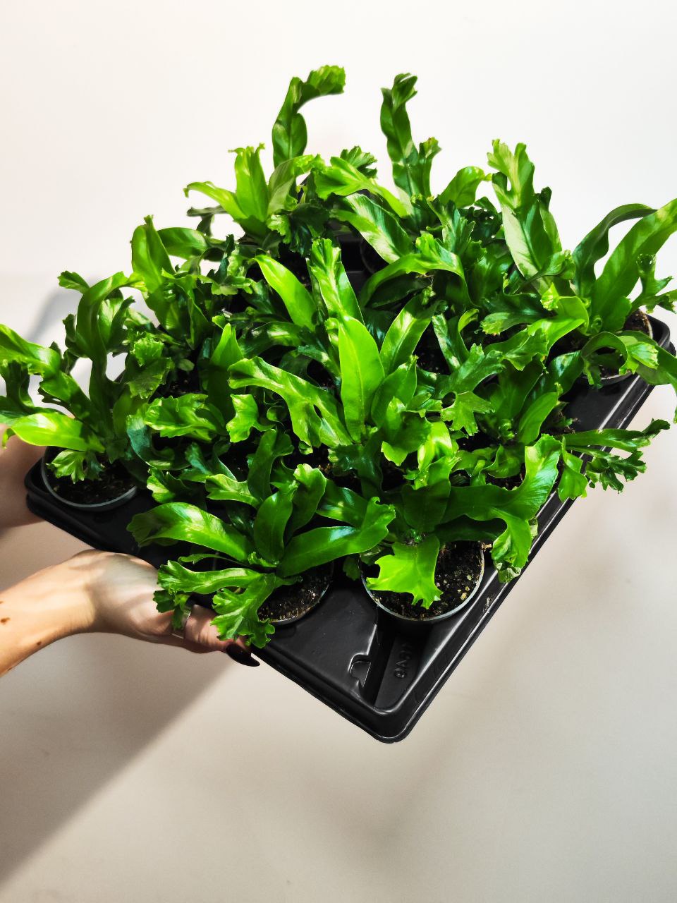 Асплениум Лесли (Asplenium Antiquum Leslie) D6см