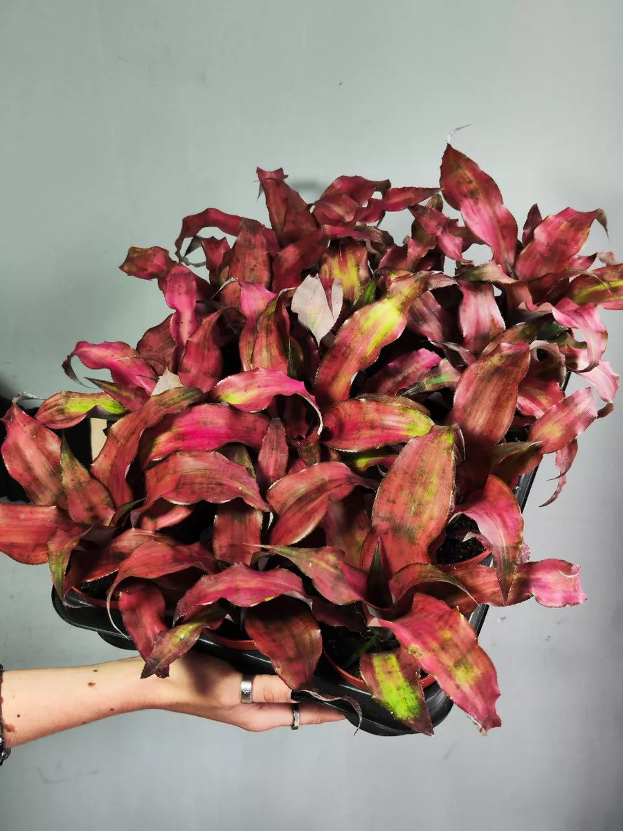 Криптантус Клубничный Фламбе (Cryptanthus Strawberry Flambee) D9см