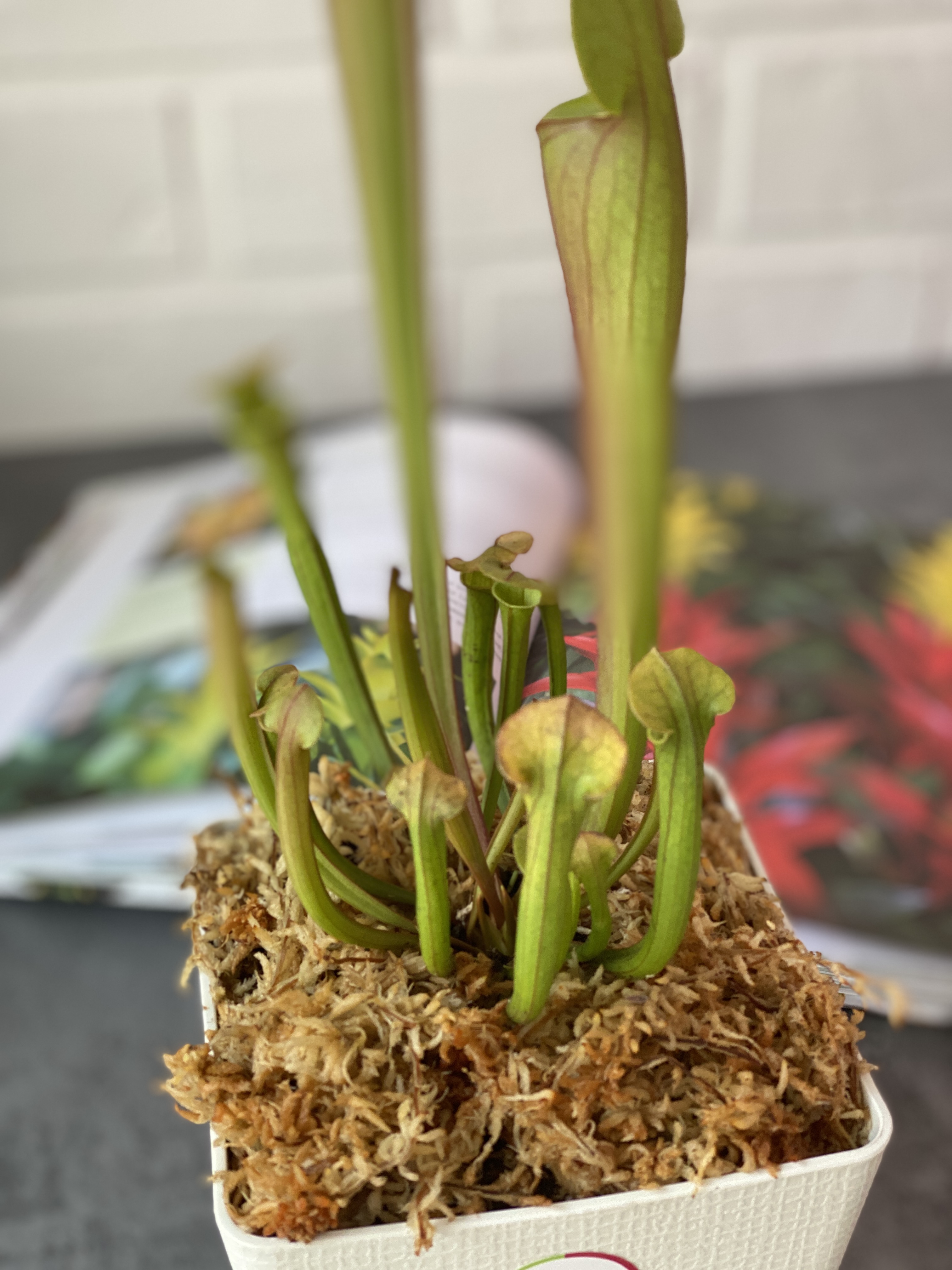 Саррацения Тиго (Sarracenia Tygo) пересаженная D12см